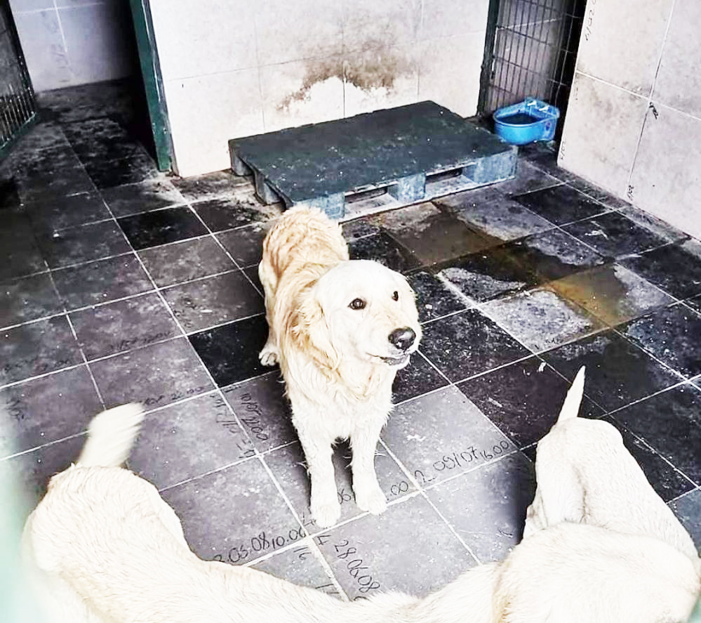 Bozüyük Belediyesi Geçici Hayvan Barınağı'nda çekilen resimler hayvan severleri ayağa kaldırdı