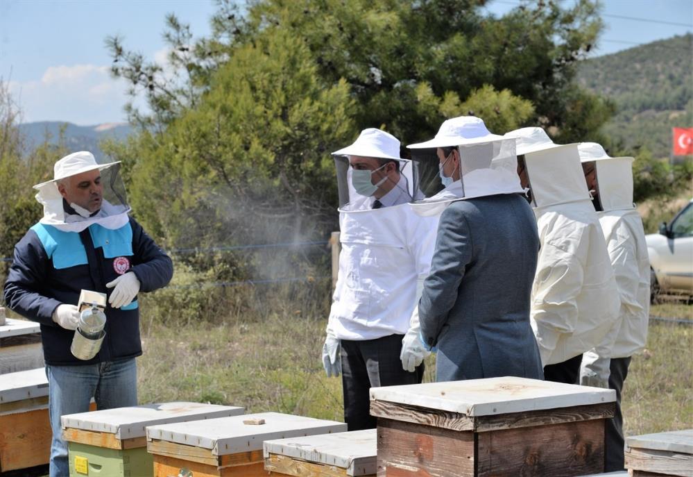 'Varroa' hastalığına karşı ilaç dağıtıldı