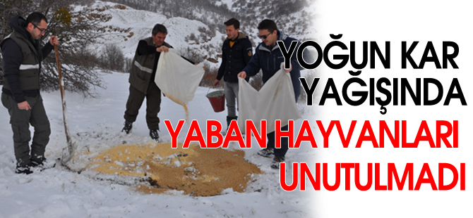 YOĞUN KARDA YABAN HAYVANLARI UNUTULMADI