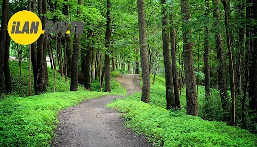 Orman yolu yaptırılacak