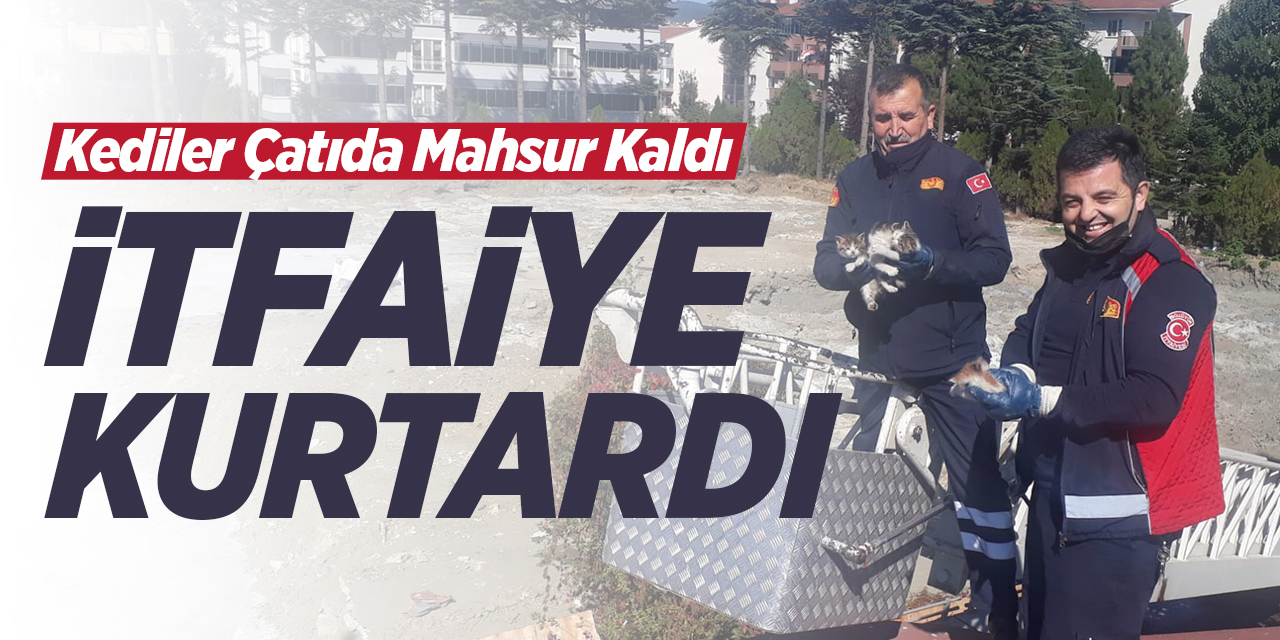 Bozüyük'te kediler çatıda mahsur kaldı! İtfaiye kurtardı