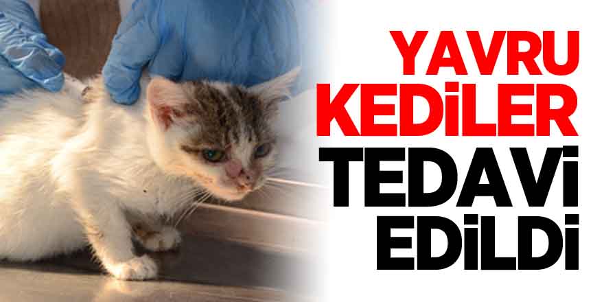 Yavru Kediler Tedavi Edildi