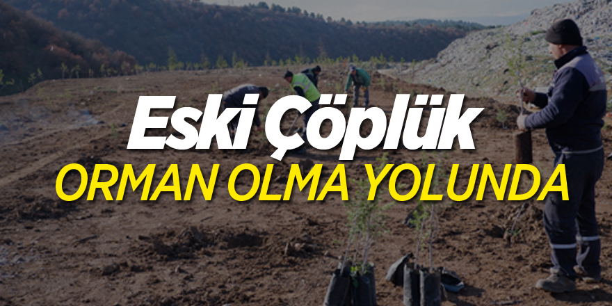 ESKİ ÇÖPLÜK ORMAN OLMA YOLUNDA