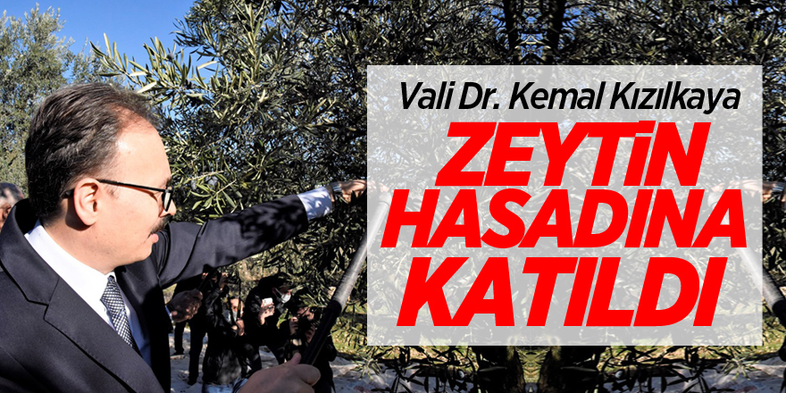 Vali Dr. Kemal Kızılkaya, zeytin hasadına katıldı