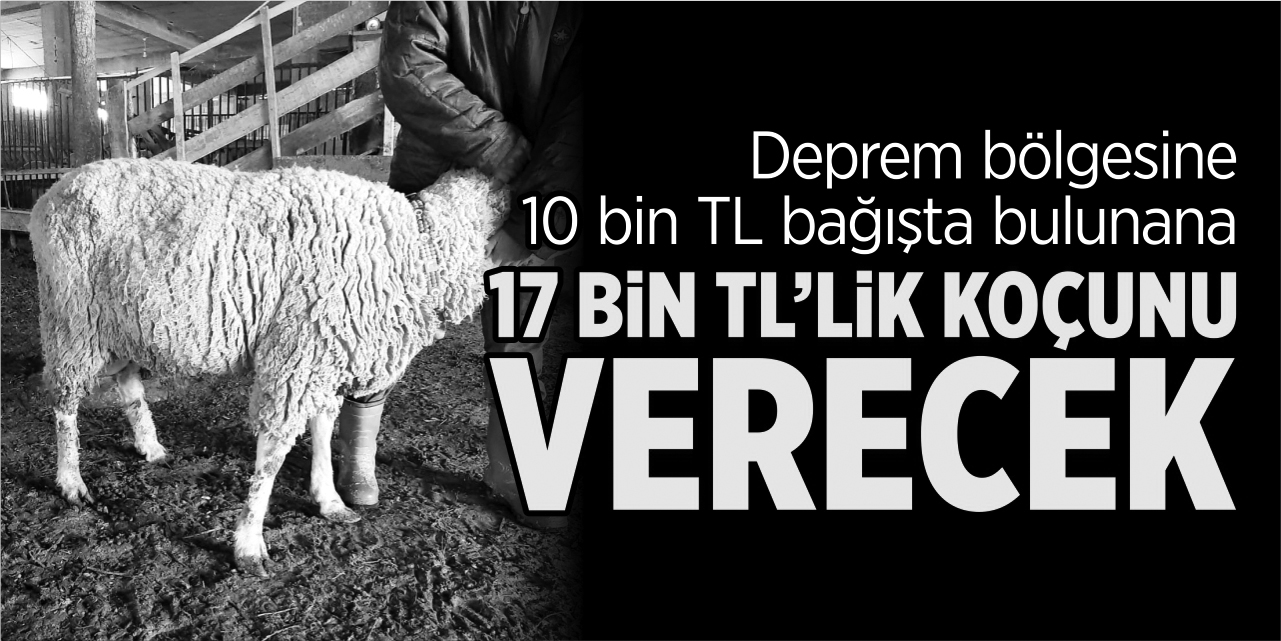 Bağışta bulunana 17 bin liralık damızlık koçunu verecek