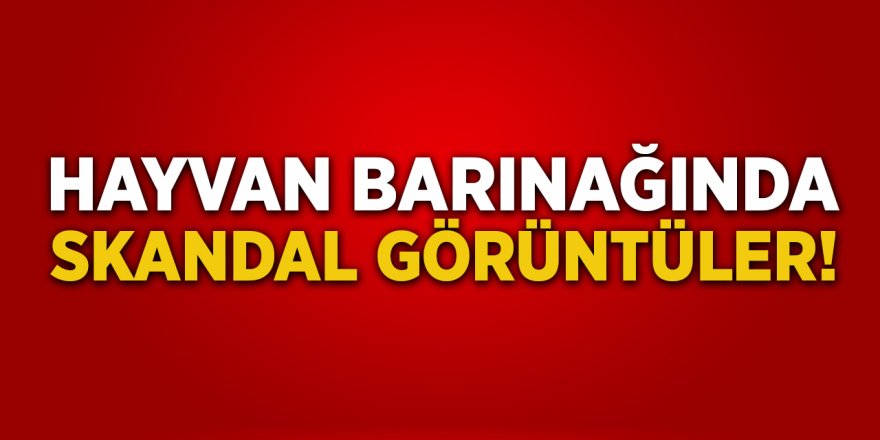 Hayvan Barınağında Skandal Görüntüler!