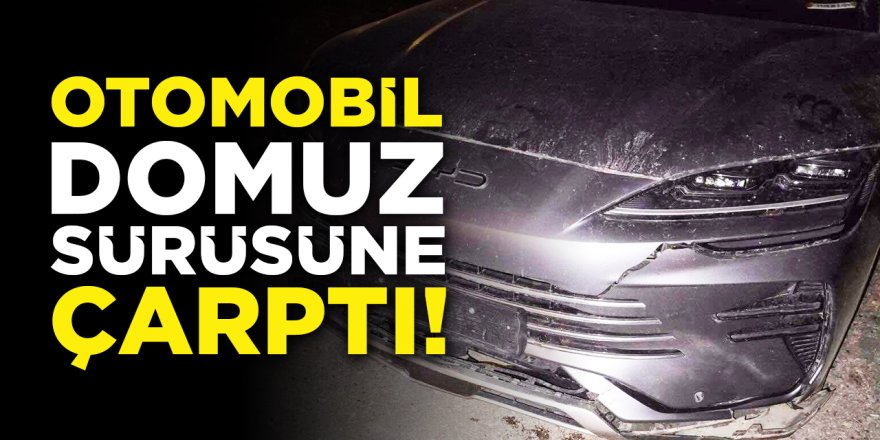 Otomobil domuz sürüsüne çarptı