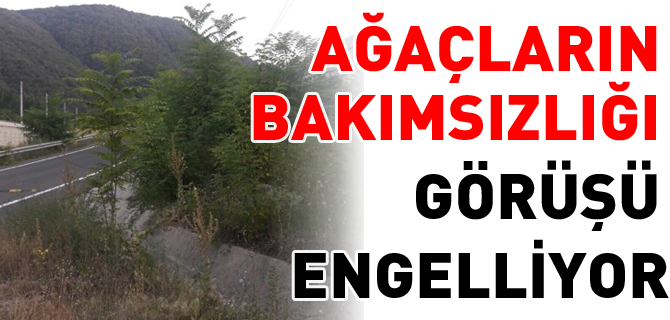 AĞAÇLARIN BAKIMSIZLIĞI GÖRÜŞÜ ENGELLİYOR