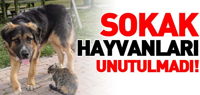 KIRSAL ALANLARDAKİ SOKAK HAYVANLARI UNUTULMADI