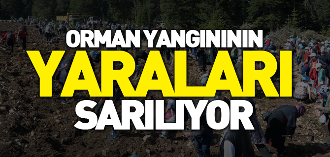 ORMAN, YANGINININ, YARALARI, SARILIYOR,