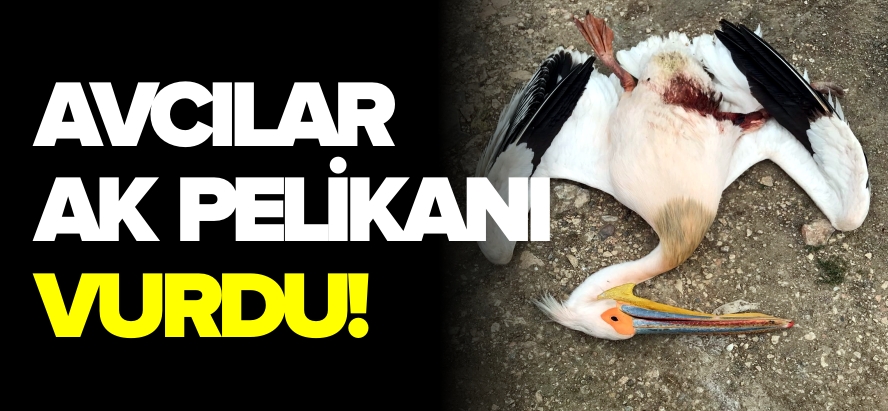 AVCILAR AK PELİKANI VURDU!