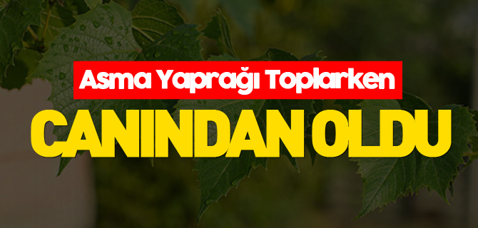 ASMA YAPRAĞI TOPLARKEN CANINDAN OLDU