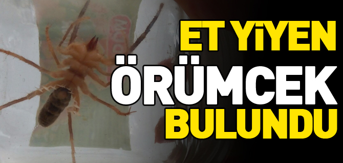 ET YİYEN ÖRÜMCEK BULUNDU