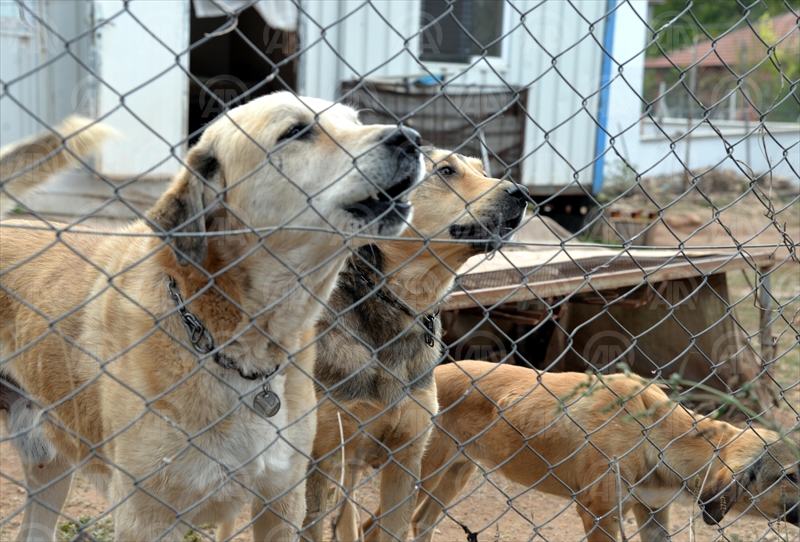 EMEKLİ MAAŞINI KÖPEKLERE HARCIYOR