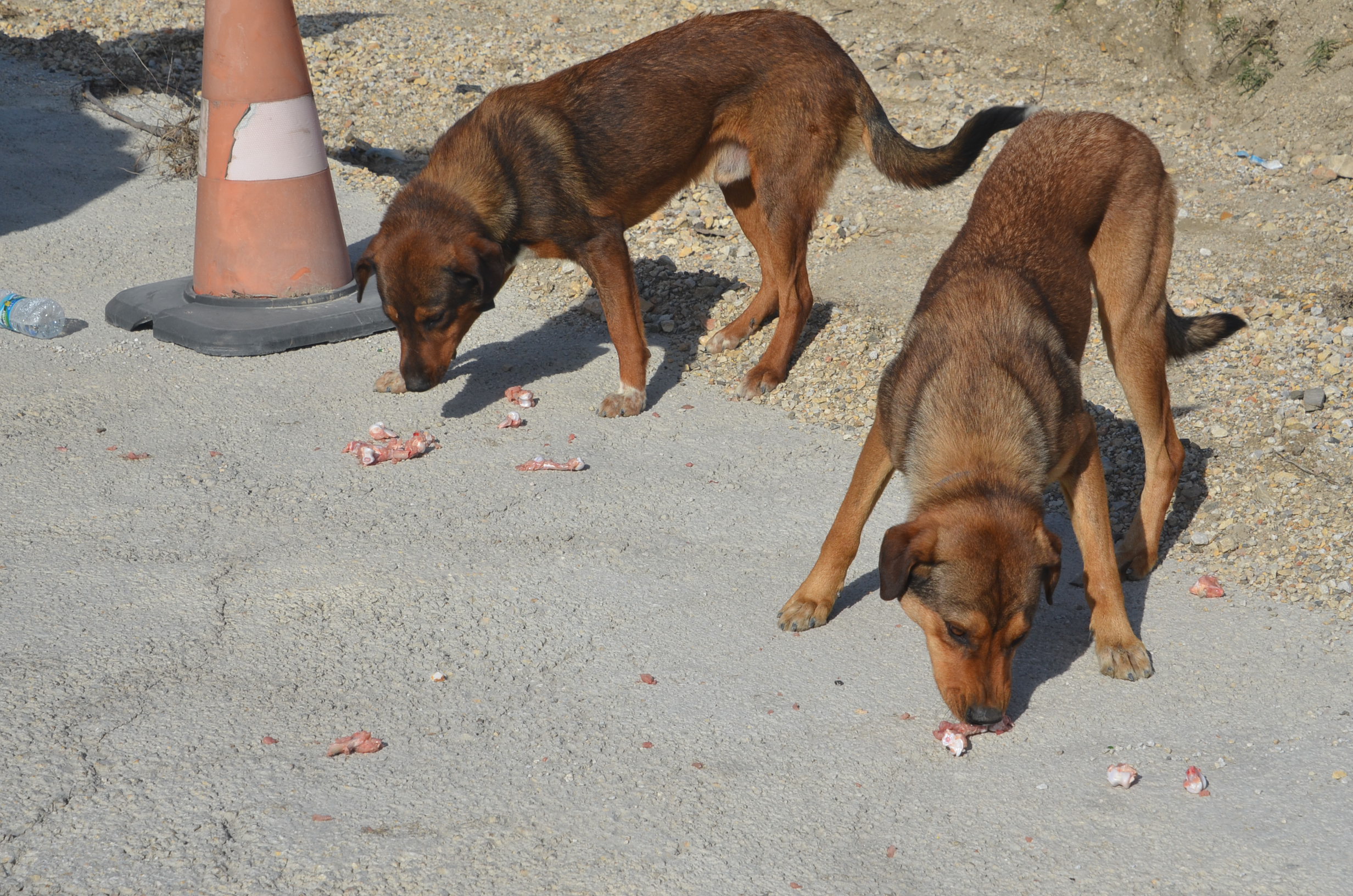 SOKAK KÖPEKLERİNE SAHİP ÇIKTILAR