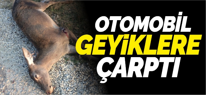 OTOMOBİL GEYİKLERE ÇARPTI