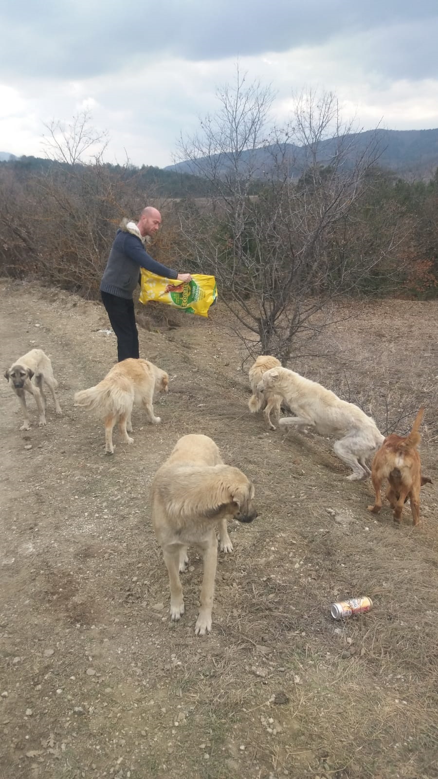 SAHİPSİZ KÖPEKLERE SAHİP ÇIKTILAR