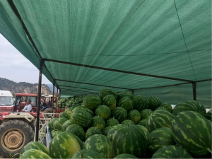 KARPUZ PAZARI YÜZ GÜLDÜRDÜ