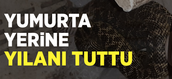 YUMURTA YERİNE YILANI TUTTU