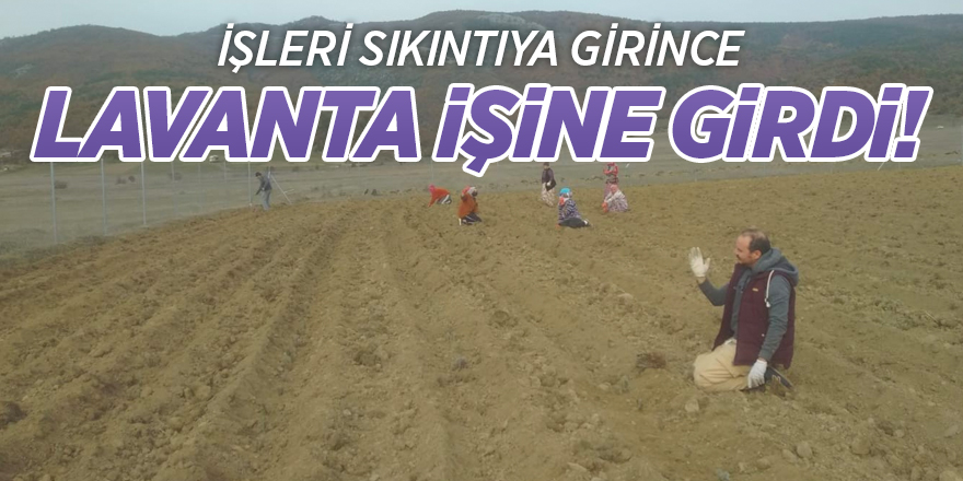 İşleri sıkıntıya girince lavanta işine girdi