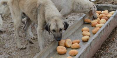 Artan Ekmekler Sokak Hayvanlarına Gidiyor