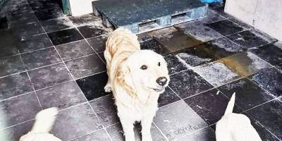 Bozüyük Belediyesi Geçici Hayvan Barınağı'nda çekilen resimler hayvan severleri ayağa kaldırdı