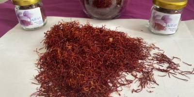 Deneme amaçlı ekilen safrandan ürün alındı