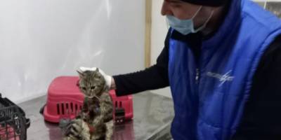 Sokak kedisi boynuna takılan tasma nedeniyle yaralandı