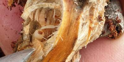 Zararlı böcekler sahadan temizlendi