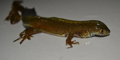 BALIK SANDILAR BAKIN NE ÇIKTI?