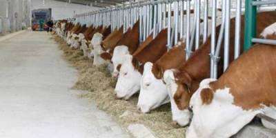 Besihane icradan satılıktır