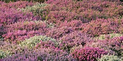 Fundalık alan satılacak