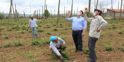 Şerbetçi otunda ipleme mesaisi başladı