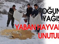 YOĞUN KARDA YABAN HAYVANLARI UNUTULMADI