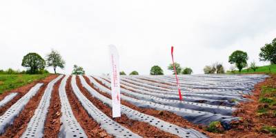 Bilecik tam bir çilek merkezi olacak