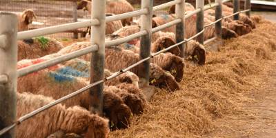 Hayvan yemi satın alınacak