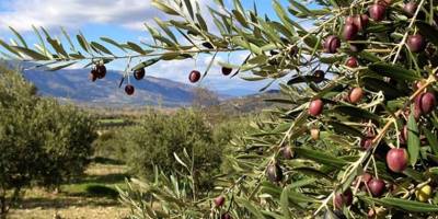 Zeytinlik mahkemeden satılık