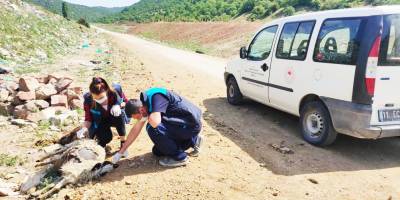 Ölmüş koyun leşlerini köy yoluna attılar