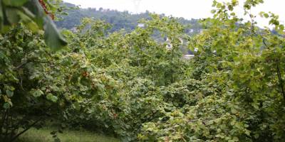 Fındık bahçesi icradan satılık