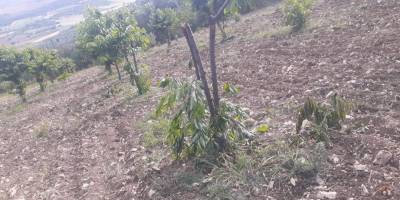 Ayı ve domuzlar dalları kırdı