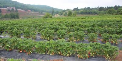 Pazarda yüksek fiyatına kızdılar şimdi 16 dönümlük çilek bahçeleri var