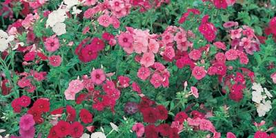 Mevsimlik çiçek satın alınacak