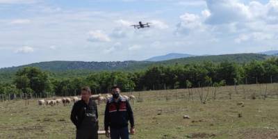 KAYBOLAN KOYUNLAR DRONE İLE BULUNDU