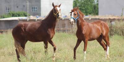 74 adet safkan arap tayı satılacak