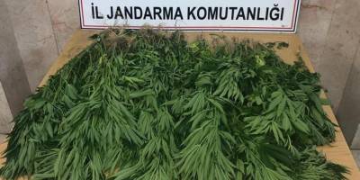 Bal kabağı tarlası içine kenevir bitkisi diken şahıs yakalandı