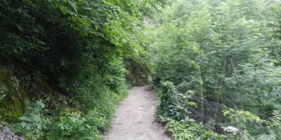 Orman Yolu Yaptırılacak