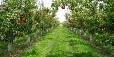 Nektarın bahçesi mahkemeden satılık