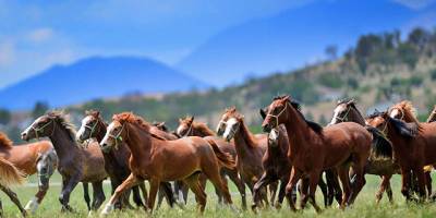 Koşu tayı satılacak
