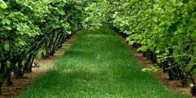 Fındık bahçesi icradan satılık