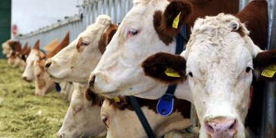 Mal alımı yapılacak